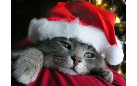 JOYEUX NOEL